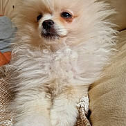 Lina a rejoint le concours — aidez-le/la à gagner de superbes lots ! animal, blanket, canine, companion, couch, cute, dog, domestic_animal, ears, fluffy, fur, indoor, paw, pet, pomeranian, portrait, relaxed, small_dog, snout, white