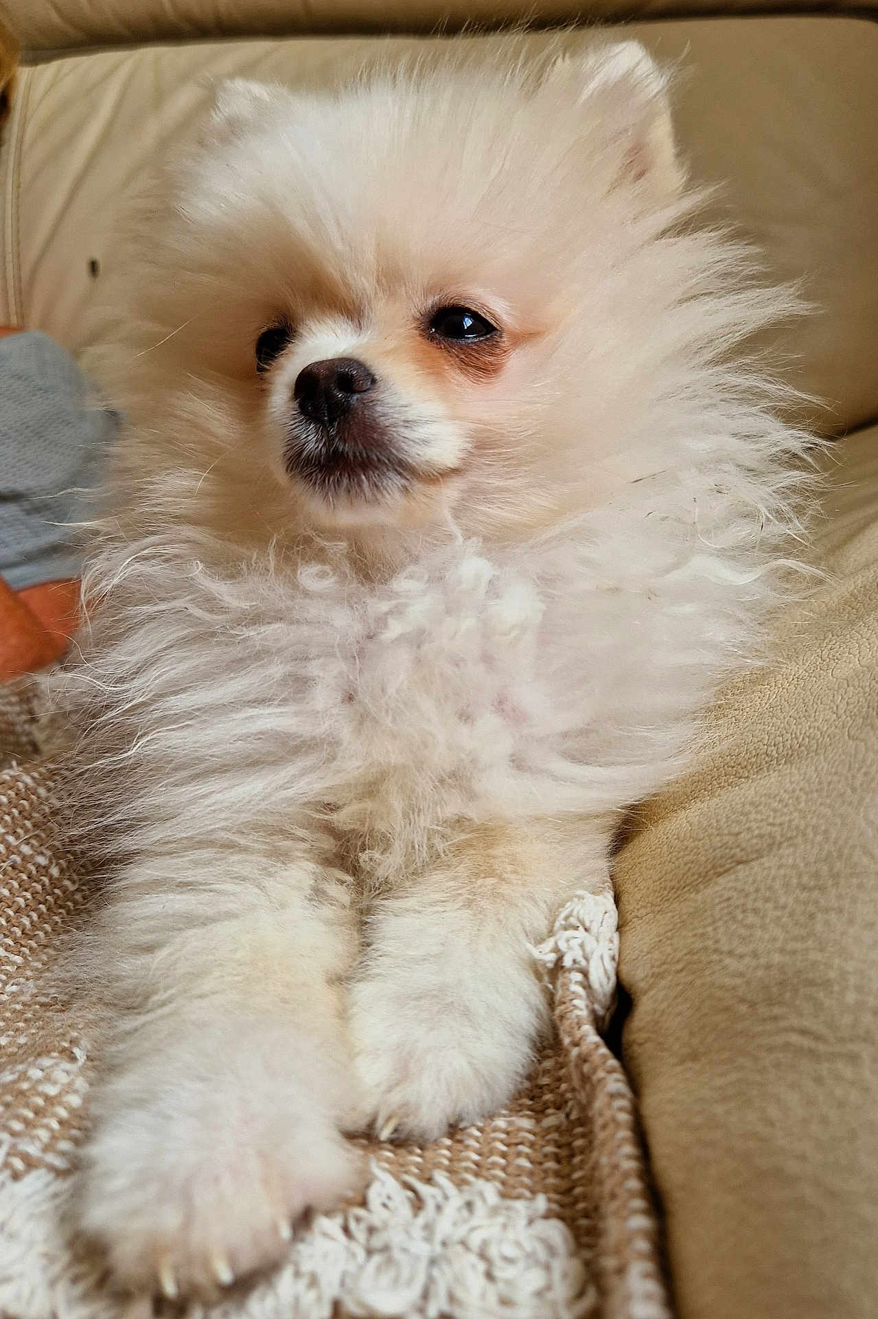Lina a rejoint le concours — aidez-le/la à gagner de superbes lots ! animal, blanket, canine, companion, couch, cute, dog, domestic_animal, ears, fluffy, fur, indoor, paw, pet, pomeranian, portrait, relaxed, small_dog, snout, white