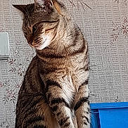Ruby a rejoint le concours — aidez-le/la à gagner de superbes lots ! cat, tabby, striped, fur, pet, animal, indoor, wallpaper, blue, box, sitting, feline, portrait, closeup, whiskers, ears, paws, domestic, cute, home