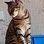 cat, tabby, striped, fur, pet, animal, indoor, wallpaper, blue, box, sitting, feline, portrait, closeup, whiskers, ears, paws, domestic, cute, home