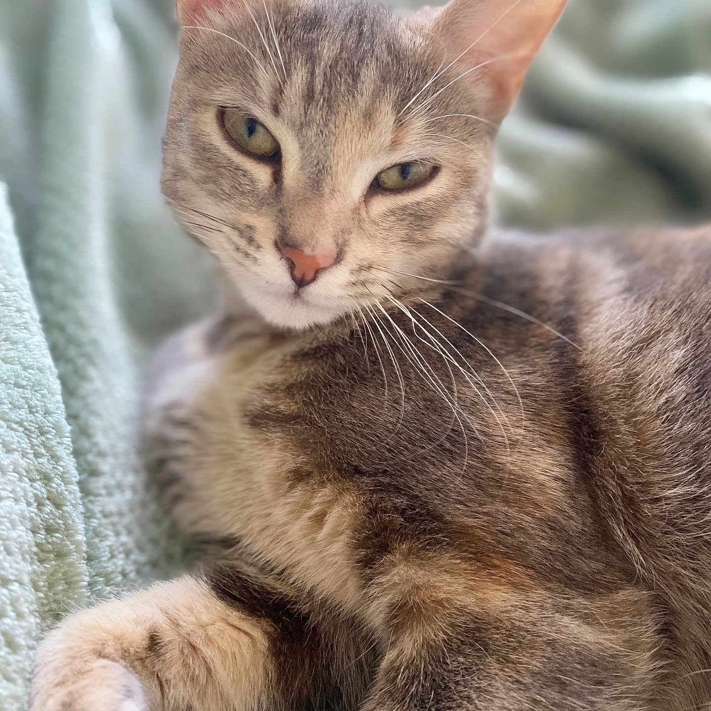 Vega participe au concours pour gagner de l'argent avec cette photo : animal, blanket, calm, cat, close_up, cute, domestic_cat, ears, feline, fur, indoor, lying_down, mammal, pet, relaxed, resting, sleepy, soft_texture, tabby_cat, whiskers