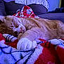 Jax Hyams joined the competition — help win amazing prizes! cat, sleeping, blanket, orange_cat, white_paws, couch, indoor, cozy, relaxing, feline, pet, fur, whiskers, rest, comfort, closeup, home, animal, nap, soft