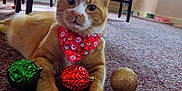 Jax Hyams joined the competition — help win amazing prizes! cat, orange_tabby, bandana, carpet, christmas_ornaments, green_ornament, red_ornament, gold_ornament, indoor, dining_table, chairs, window, sunlight, holiday, festive, pet, feline, relaxing, floor, home
