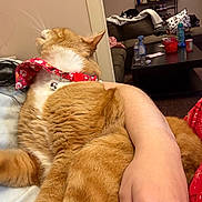 Jax Hyams is registered to the contest to win money with this photo: orange_cat, black_and_white_cat, cat, pet, collar, red_collar, arm, person, living_room, couch, coffee_table, blanket, wall_photos, water_bottle, spray_bottle, can, table, furniture, indoor, relaxing