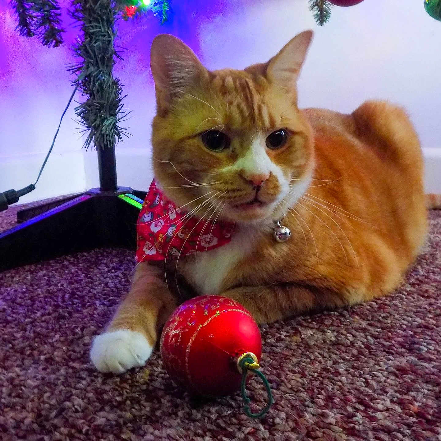 Jax Hyams joined the competition — help win amazing prizes! animal, bandana, bell, carpet, cat, christmas_ornament, christmas_tree, collar, colorful_lights, decorations, festive, festive_season, holiday, holiday_lights, indoor, orange_cat, pet, red_ornament, relaxed, white_paw
