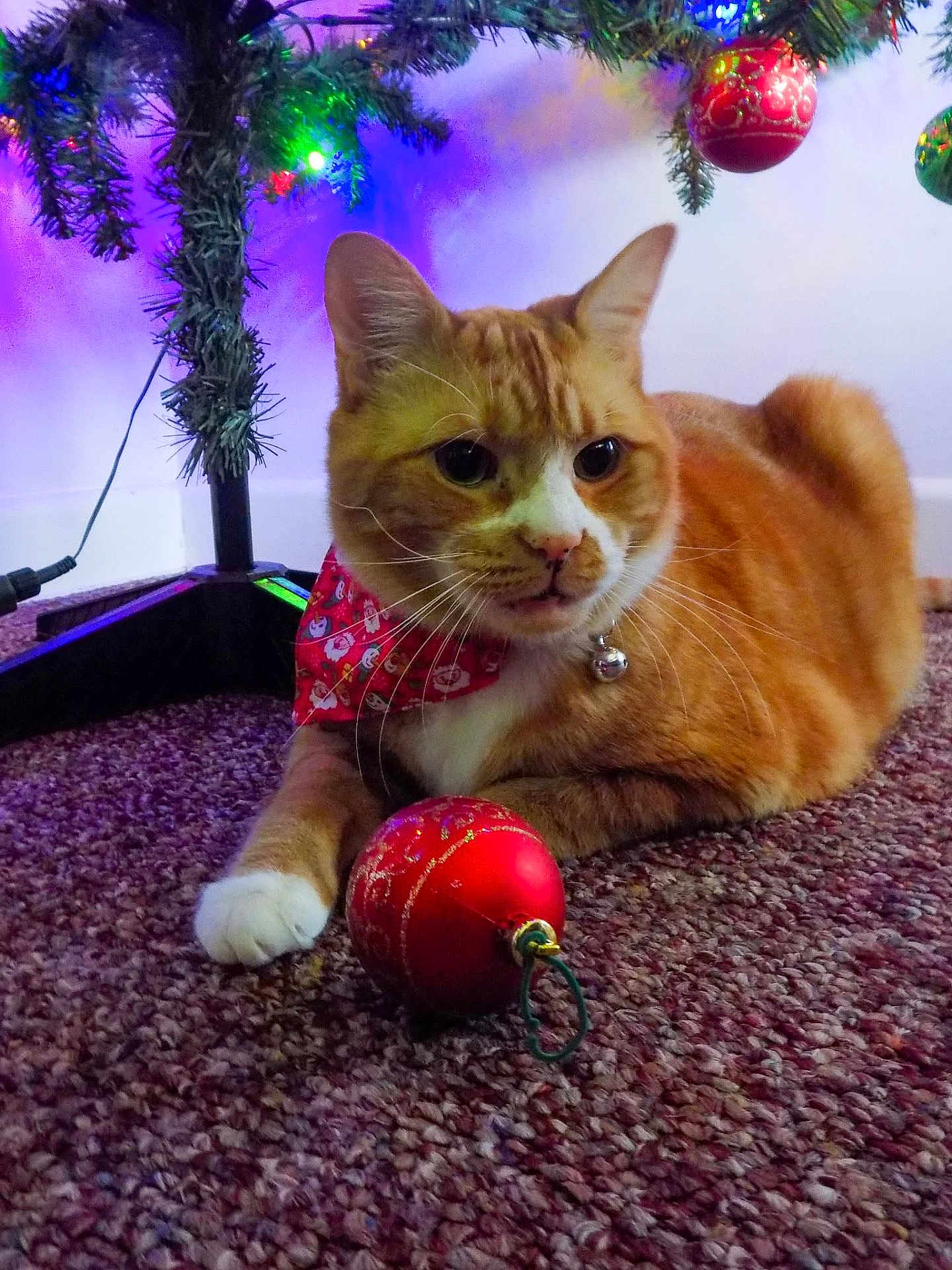 Jax Hyams joined the competition — help win amazing prizes! cat, orange_cat, white_paw, carpet, christmas_tree, christmas_ornament, red_ornament, holiday_lights, festive, bandana, collar, bell, indoor, pet, animal, relaxed, decorations, festive_season, colorful_lights, holiday
