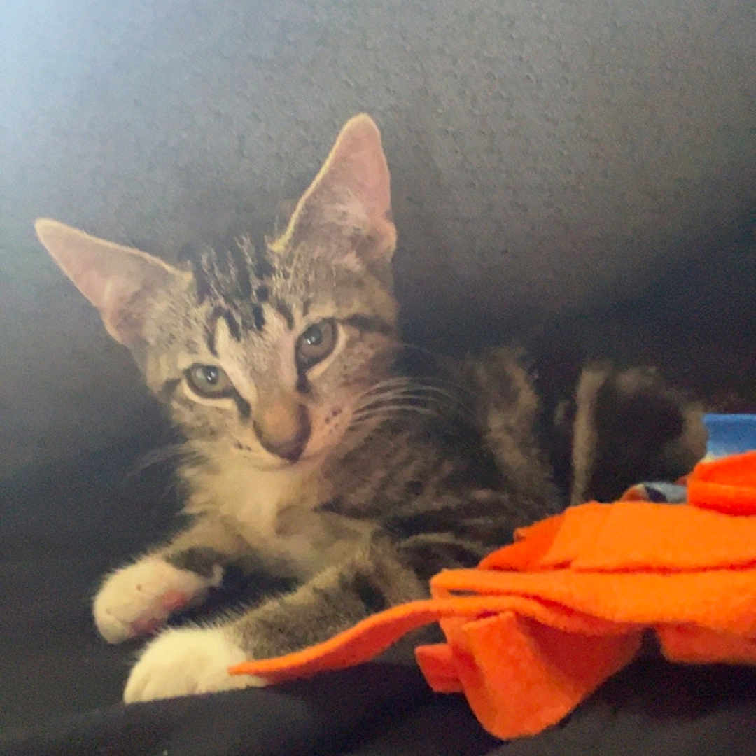 Shadow joined the competition — help win amazing prizes! animal, attention, cat, closeup, cozy, curious, cute, ears, feline, fur, indoor, kitten, orange_fabric, paws, pet, resting, soft_light, tabby, whiskers, young