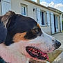 dog, animal, pet, outdoor, house, shutters, sky, clouds, tongue, mouth, fur, close_up, side_view, happy, canine, daylight, collar, snout, ears, window