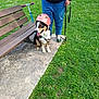 dog, helmet, person, leash, bench, scooter, grass, flowers, park, concrete_path, casual_clothing, outdoor, pet, animal, black_hoodie, blue_jeans, sitting, happy, daytime, nature