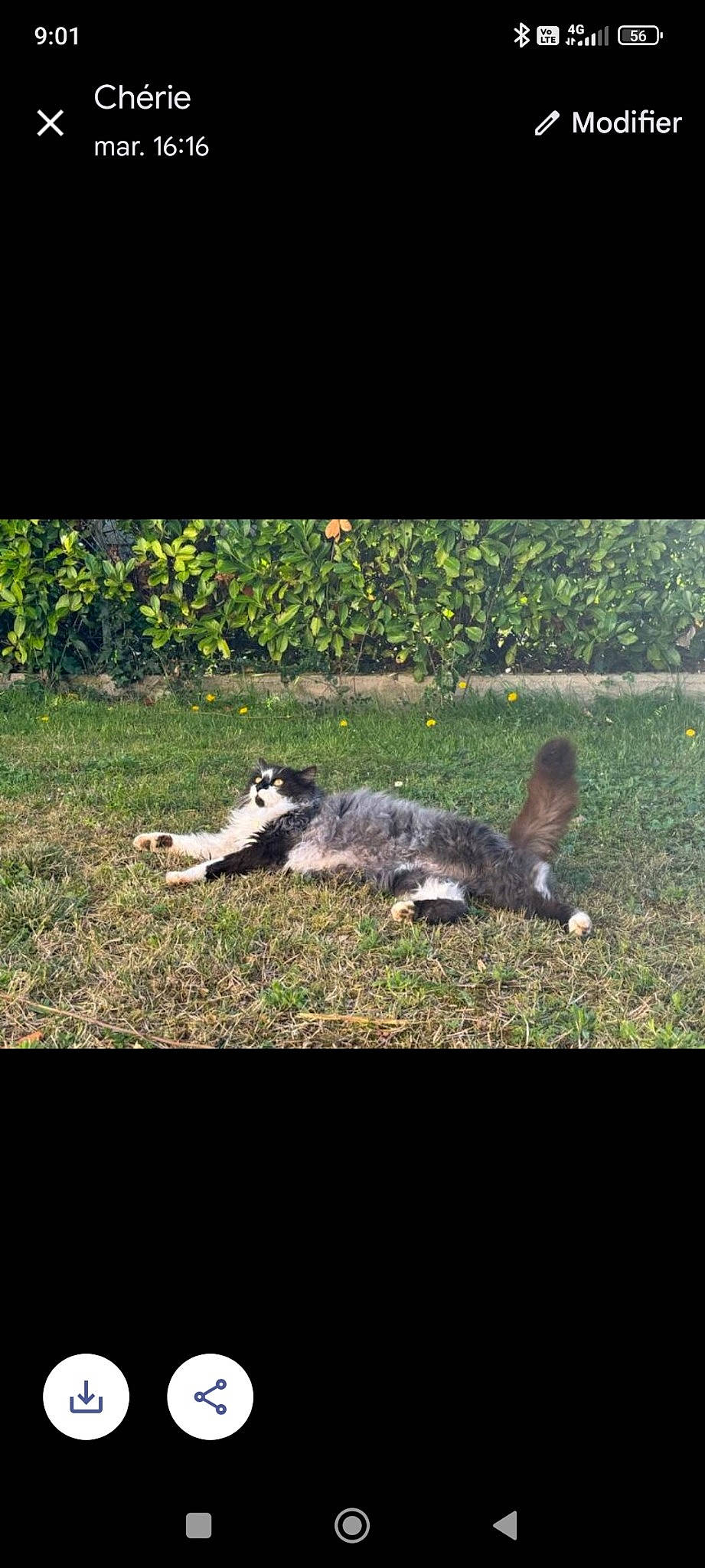 Amore a rejoint le concours — aidez-le/la à gagner de superbes lots ! carnivore, darkness, dog_breed, felidae, grass, grassland, groundcover, landscape, lawn, pasture, plant, shadow, sky, small_to_medium_sized_cats, soil, sporting_group, tail, terrestrial_animal, tints_and_shades, tree