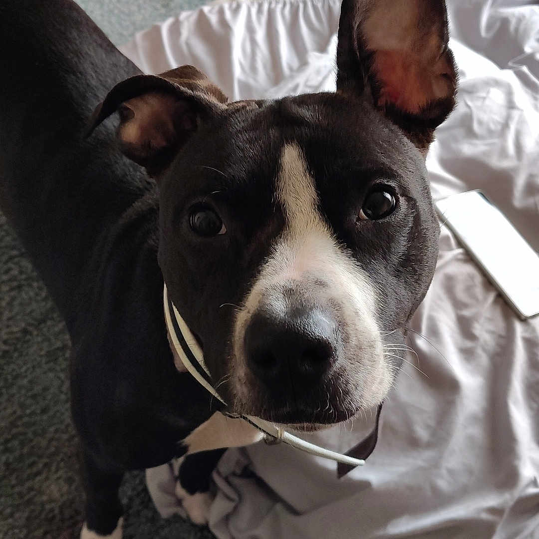 Malibu is registered to the contest to win money with this photo: accessories, animal, bed, bedroom, bostonbull, bulldog, canine, couch, cushion, dog, furniture, homedecor, hound, husky, indoors, pet, pitbull, puppy, room, strap