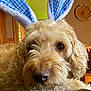 dog, bunny_ears, costume, fluffy, close_up, indoor, pet, fur, cute, nose, brown, animal, portrait, relaxed, home, curious, ears, soft, couch, decor