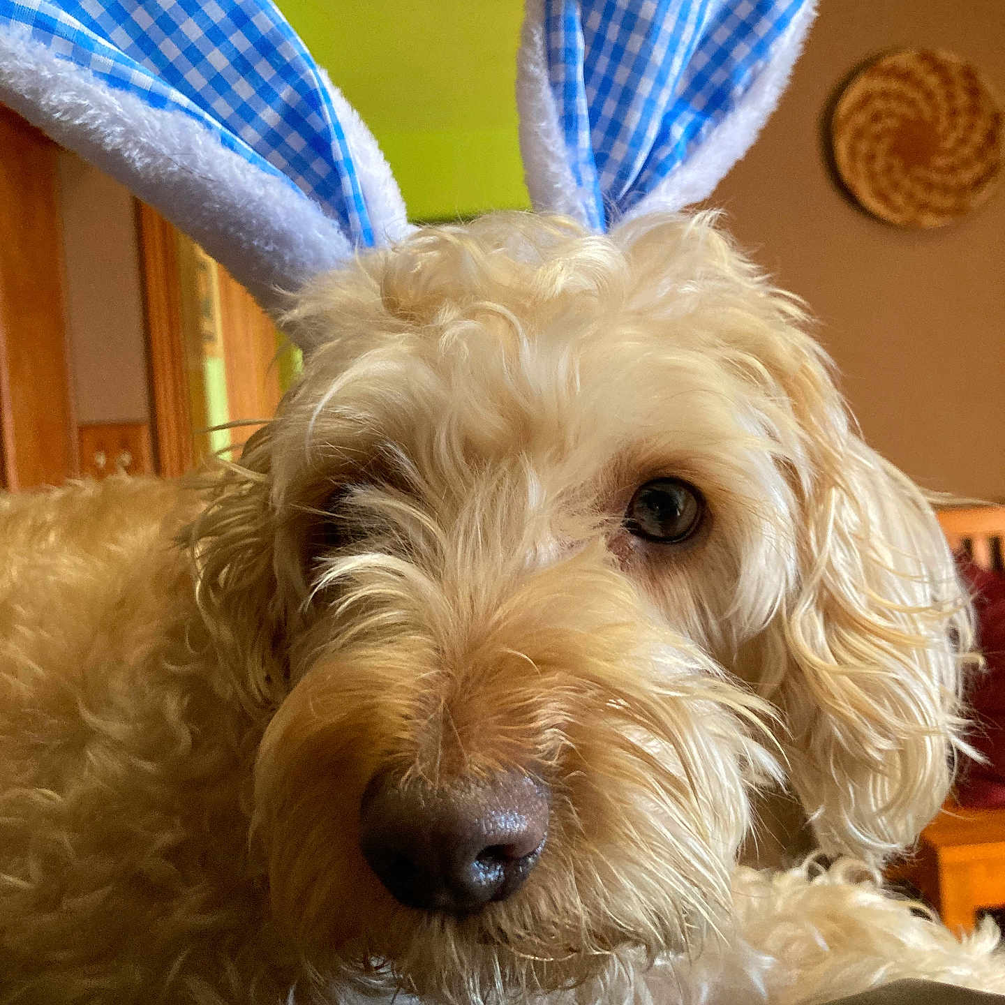 Zoey joined the competition — help win amazing prizes! animal, brown, bunny_ears, close_up, costume, couch, curious, cute, decor, dog, ears, fluffy, fur, home, indoor, nose, pet, portrait, relaxed, soft