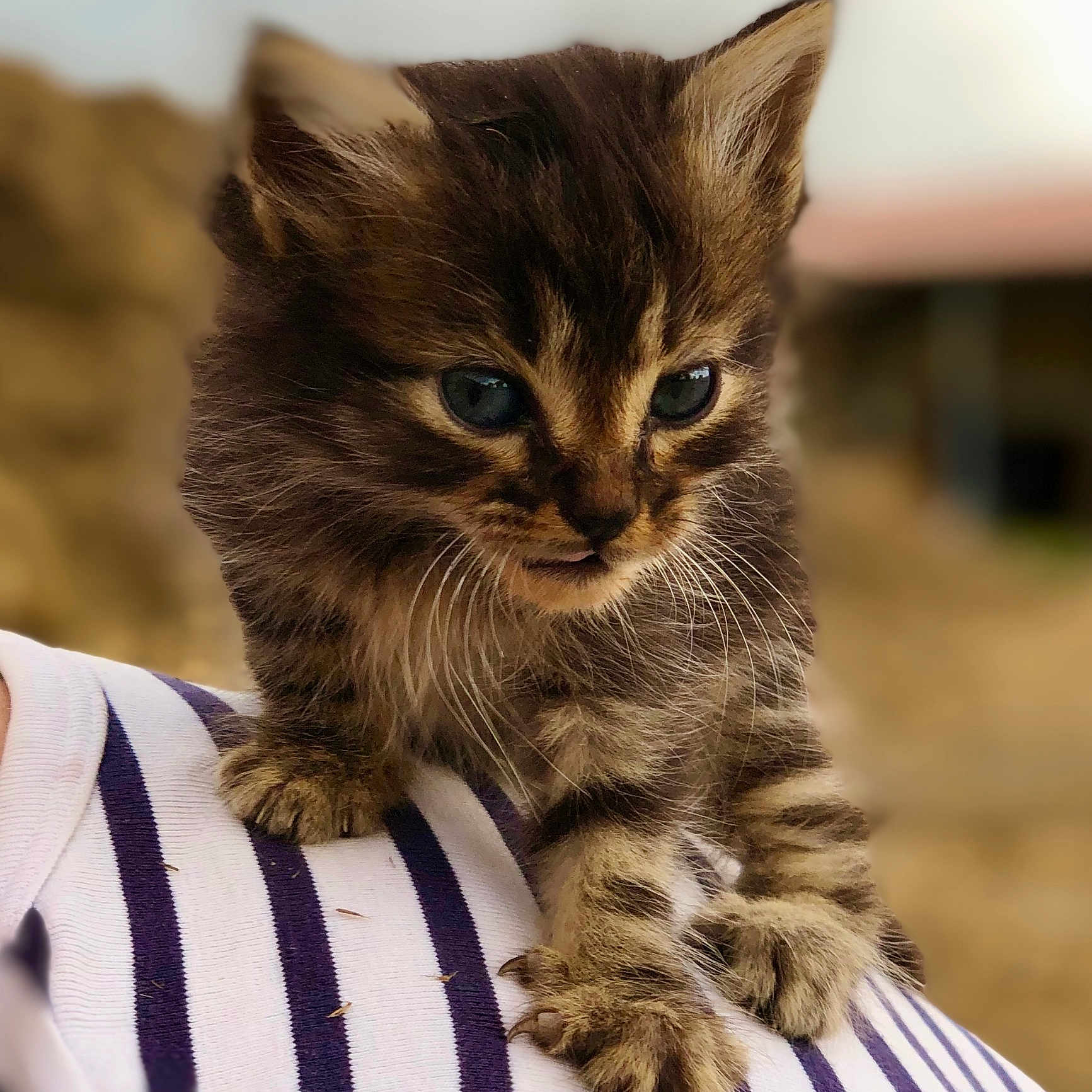 Omalley a rejoint le concours — aidez-le/la à gagner de superbes lots ! abyssinian, animal, cat, kitten, manx, pet, siamese