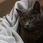 Perle participe au concours pour gagner de l'argent avec cette photo : cat, gray_cat, pet, animal, feline, blanket, soft_texture, cozy, indoor, close_up, whiskers, ears, fur, resting, relaxed, green_eyes, portrait, cute, comfort, warm