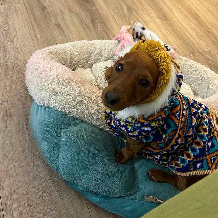 Tina Hazel Marie is registered to the contest to win money with this photo: animal, brown_dog, colorful_clothing, companion, cozy, curious_eyes, cute, dog, domestic_animal, flooring, furry_hood, hood, indoor, looking_up, pet_bed, resting_spot, small_dog, sweater, warm_clothing, wood_floor