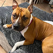 Sia a rejoint le concours — aidez-le/la à gagner de superbes lots ! dog, brown_dog, white_markings, upright_ears, short_hair, collar, pet, animal, portrait, close_up, lying_down, relaxed, alert, facial_expression, blanket, couch, indoor, home, tile_floor, furniture