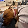 Sia participe au concours pour gagner de l'argent avec cette photo : dog, sleeping, brown_and_white, pet, indoors, living_room, couch, person, lap, blanket, cozy, relaxed, resting, collar, pink_collar, short_hair, home, furniture, floor, candid