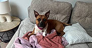 Sia participe au concours pour gagner de l'argent avec cette photo : dog, pet, animal, portrait, brown_dog, sitting, couch, sofa, blanket, pink_blanket, pillow, living_room, lamp, side_table, indoor, home, cozy, collar, pointed_ears, relaxed