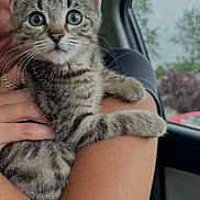 Cleo is registered to the contest to win money with this photo: animal, arm, car, cat, closeup, curious, cute, eyes, fur, hand, holding, indoor, kitten, person, pet, rain, raindrops, tabby, whiskers, window