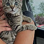 animal, arm, car, cat, closeup, curious, cute, eyes, fur, hand, holding, indoor, kitten, person, pet, rain, raindrops, tabby, whiskers, window