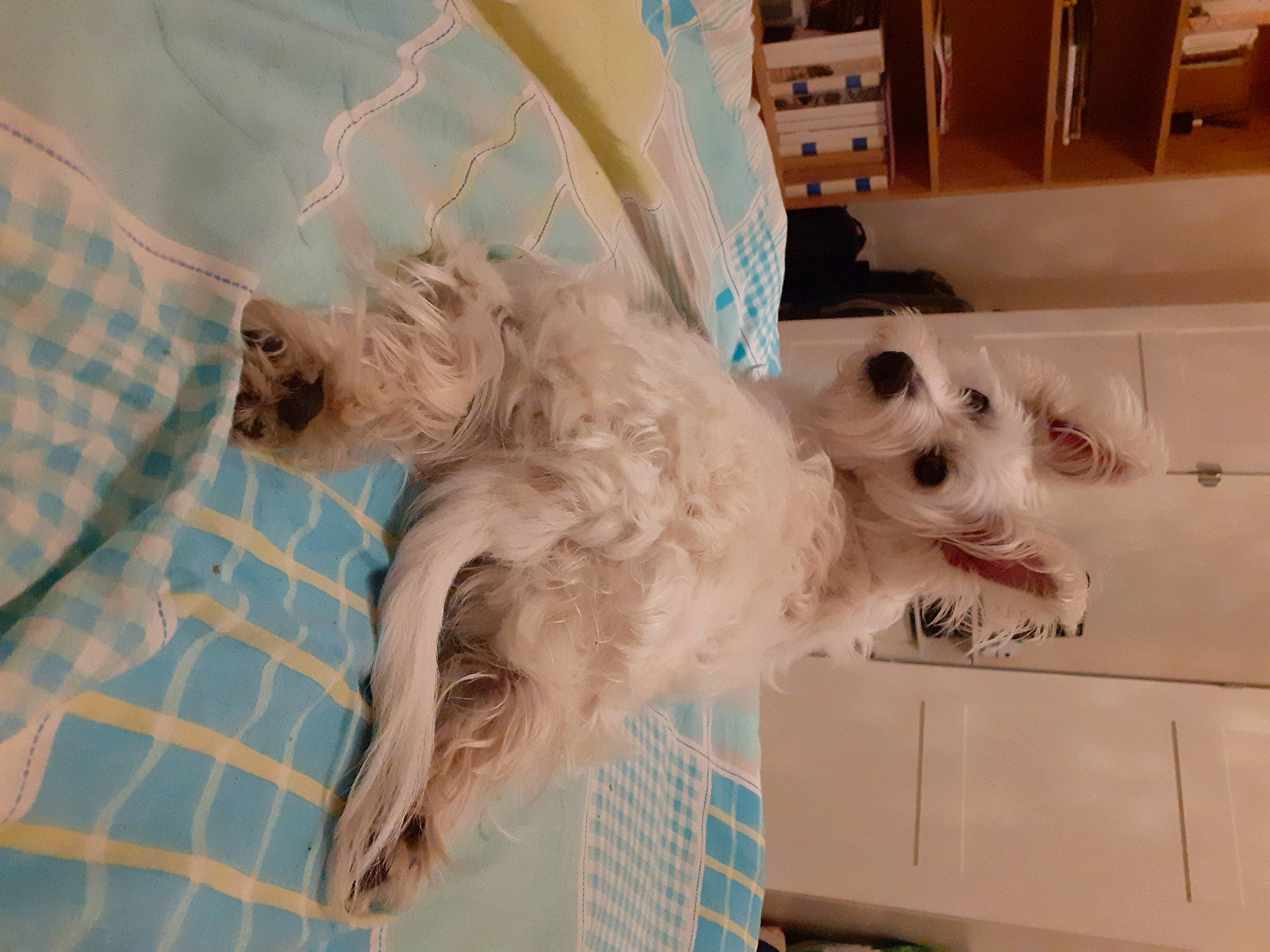 Daenerys a rejoint le concours — aidez-le/la à gagner de superbes lots ! canidae, carnivore, companion_dog, dog, dog_breed, mammal, non_sporting_group, poodle_crossbreed, schnoodle, sporting_group, sporting_lucas_terrier, terrier