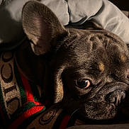 Gucci is registered to the contest to win money with this photo: animal, blanket, boxer, bulldog, canine, dog, frenchbulldog, person, pet, pitbull, puppy, sleeping