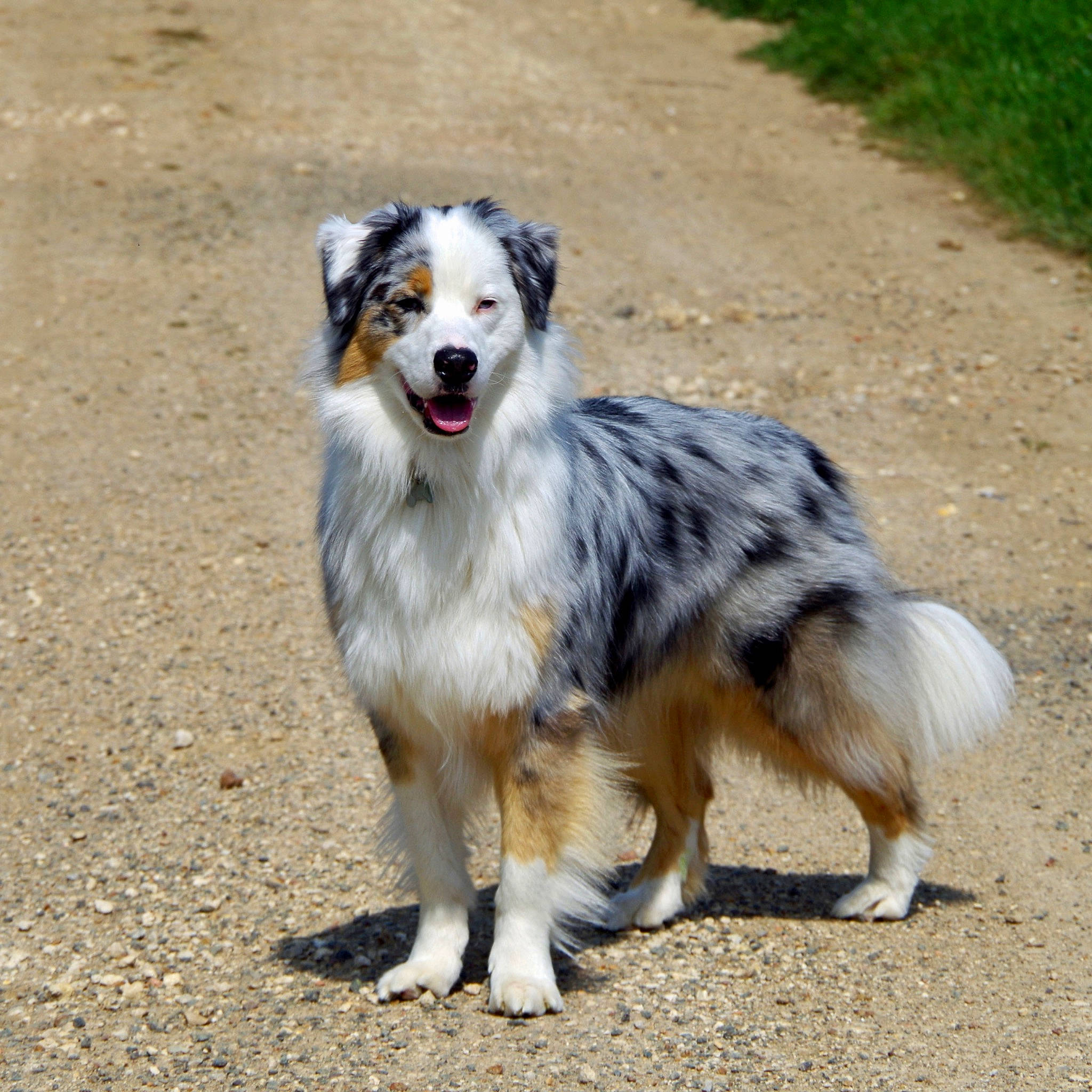 Rodin a rejoint le concours — aidez-le/la à gagner de superbes lots ! ancient_dog_breeds, australian_collie, australian_shepherd, canidae, carnivore, companion_dog, dog, dog_breed, fur, herding_dog, plant, snout, sporting_group, terrestrial_animal, working_dog