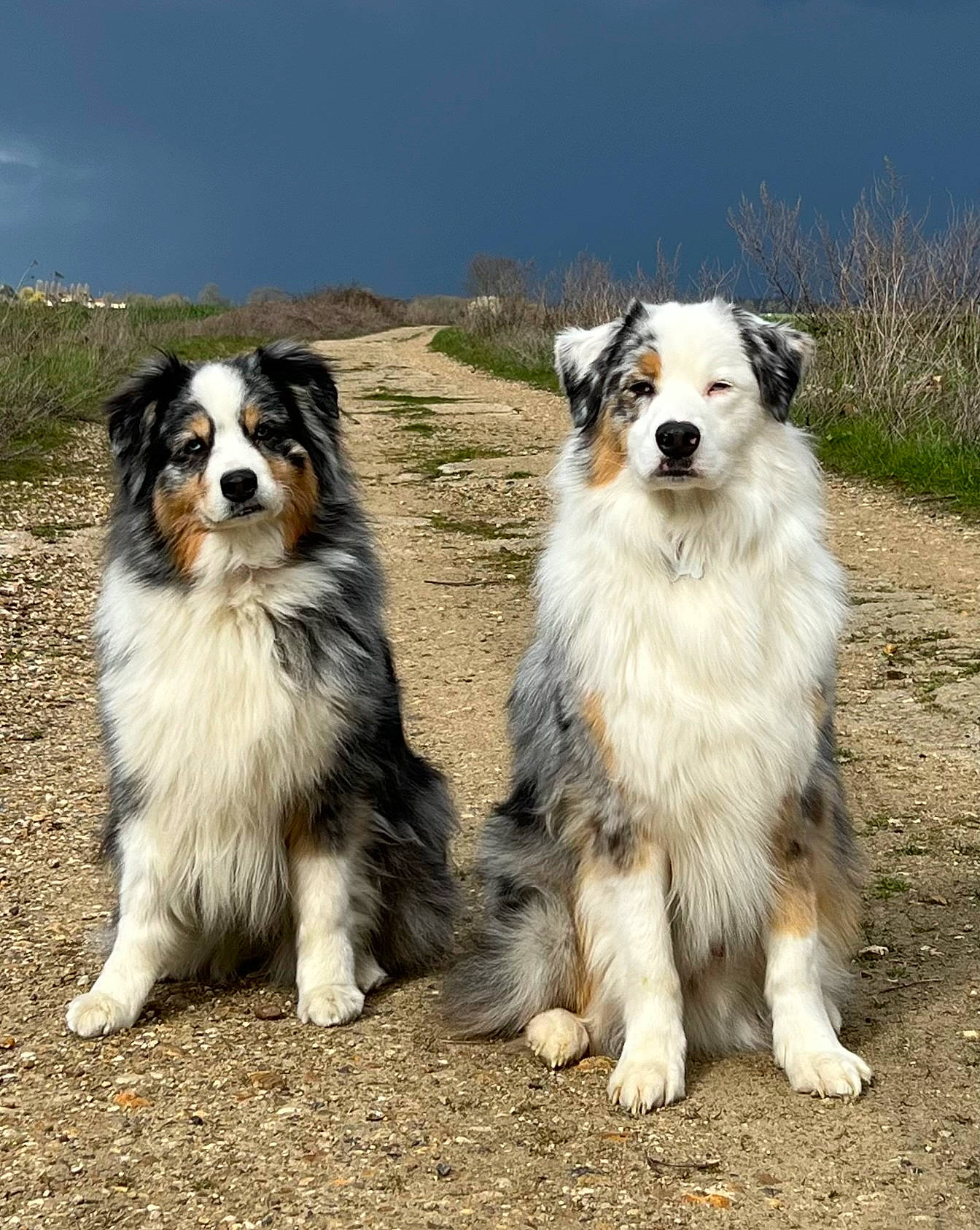 Rodin a rejoint le concours — aidez-le/la à gagner de superbes lots ! ancient_dog_breeds, canidae, carnivore, cloud, companion_dog, dog, dog_breed, herding_dog, plant, sky, snout, sporting_group, terrestrial_animal, whiskers, working_dog