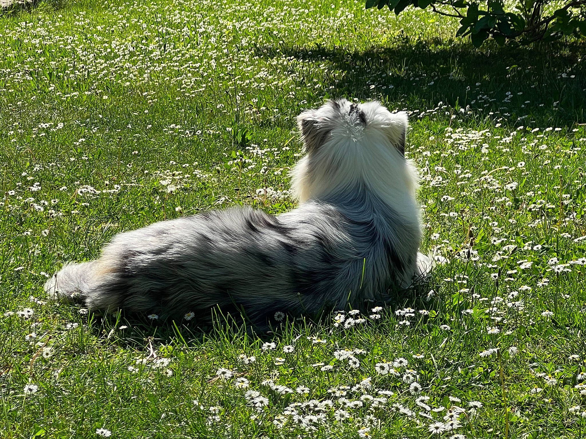 Rodin a rejoint le concours — aidez-le/la à gagner de superbes lots ! carnivore, companion_dog, dog, dog_breed, field, flower, fur, grass, grass_family, grassland, groundcover, meadow, natural_landscape, pasture, plant, shrub, terrestrial_animal, terrier