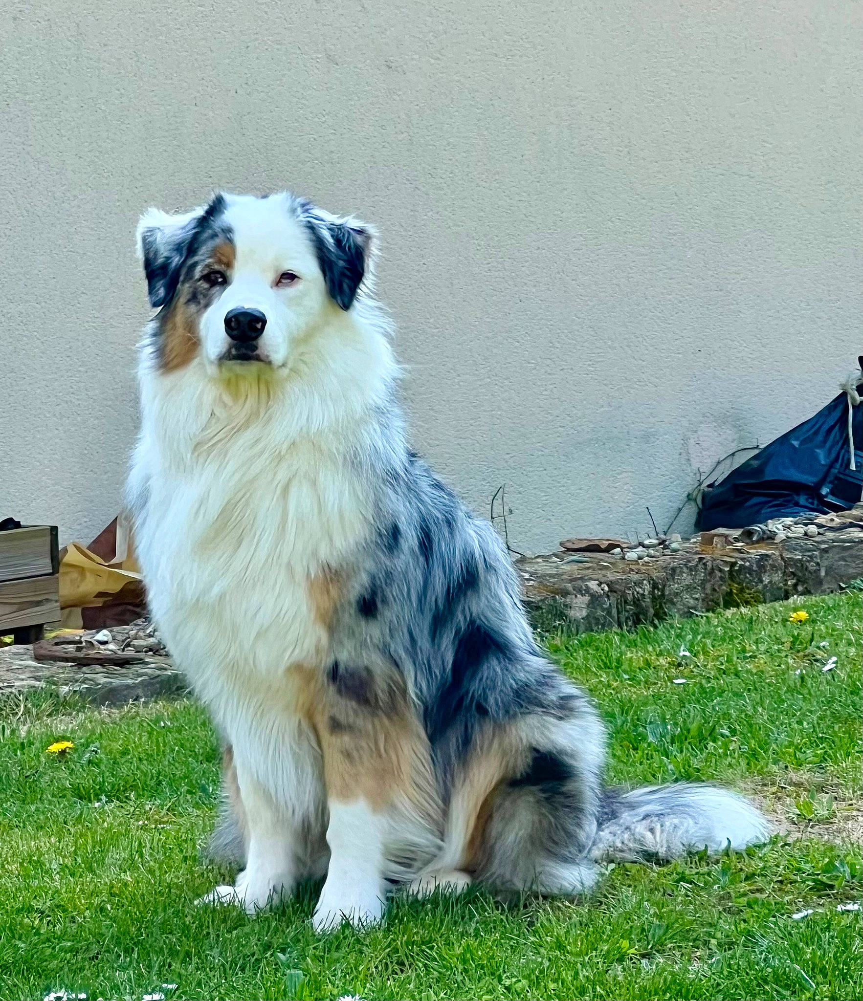 Rodin a rejoint le concours — aidez-le/la à gagner de superbes lots ! ancient_dog_breeds, australian_collie, australian_shepherd, canidae, carnivore, companion_dog, dog, dog_agility, dog_breed, fur, grass, herding_dog, miniature_australian_shepherd, plant, sporting_group, tail, terrestrial_animal, whiskers, working_animal, working_dog