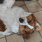 Aïko a rejoint le concours — aidez-le/la à gagner de superbes lots ! dog, canine, pet, fluffy, brown_fur, white_fur, lying_on_back, tiled_floor, tiles, indoor, paw, eyes, nose, ears, looking_at_camera, person_hands, floor, portrait, cute, cozy