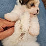 puppy, dog, lap, fur, cute, small, pet, hand, denim, jeans, white, brown, black, fluffy, indoor, carpet, animal, young, mammal, domestic