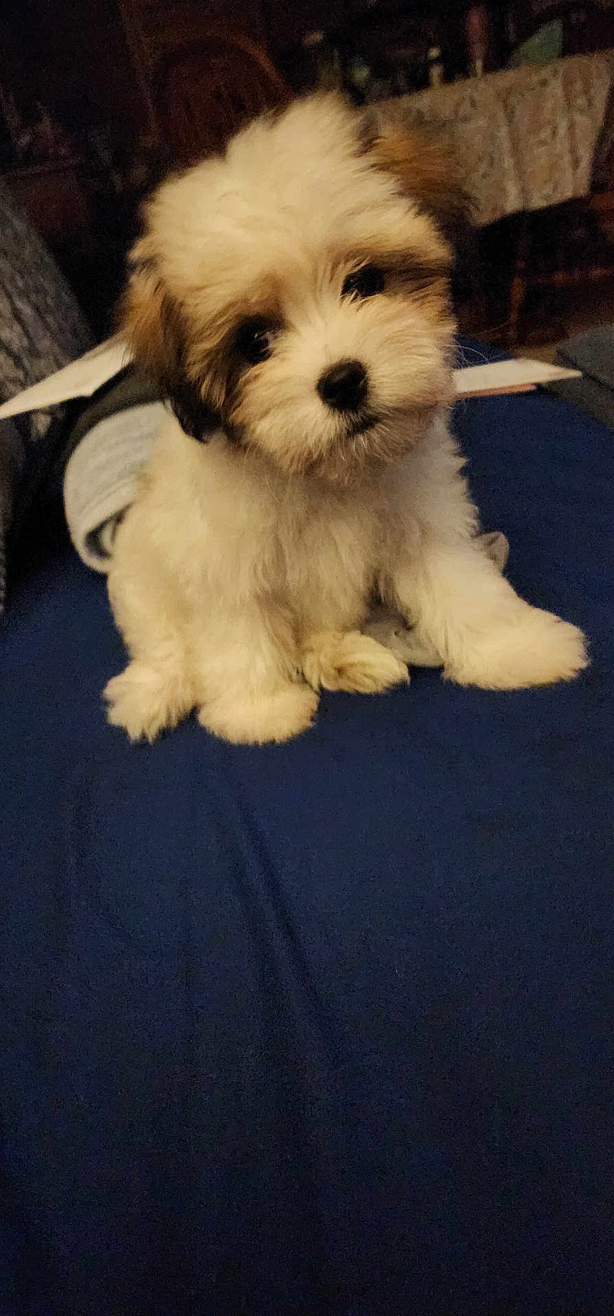Pippy