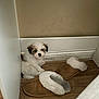 Pippy joined the competition — help win amazing prizes! puppy, dog, slippers, floor, corner, wall, wood_floor, furniture, pet, indoor, small_dog, white_dog, brown_spots, cozy, cute, resting, fur, home, domestic, quiet
