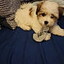 Pippy is registered to the contest to win money with this photo: puppy, dog, bed, blue_bedspread, pillow, scrunchie, indoor, cozy, fluffy, white, brown, pet, animal, resting, playful, furniture, fabric, soft, cute, young