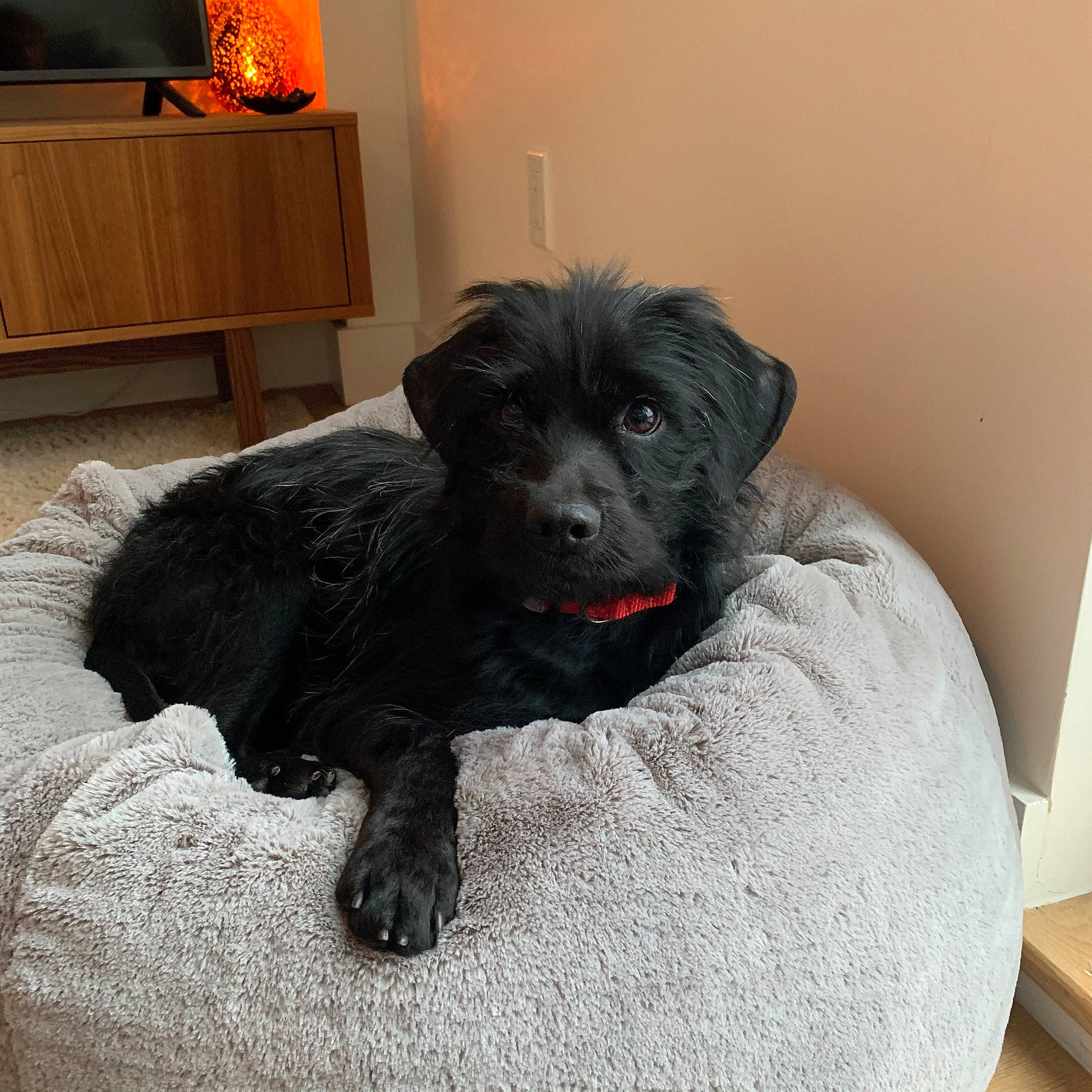 Vince joined the competition — help win amazing prizes! borador, cabinetry, canidae, carnivore, comfort, companion_dog, dog, dog_breed, dog_supply, fur, liver, puppy, room, small_terrier, snout, sporting_group, terrier, toy_dog, whiskers, working_animal