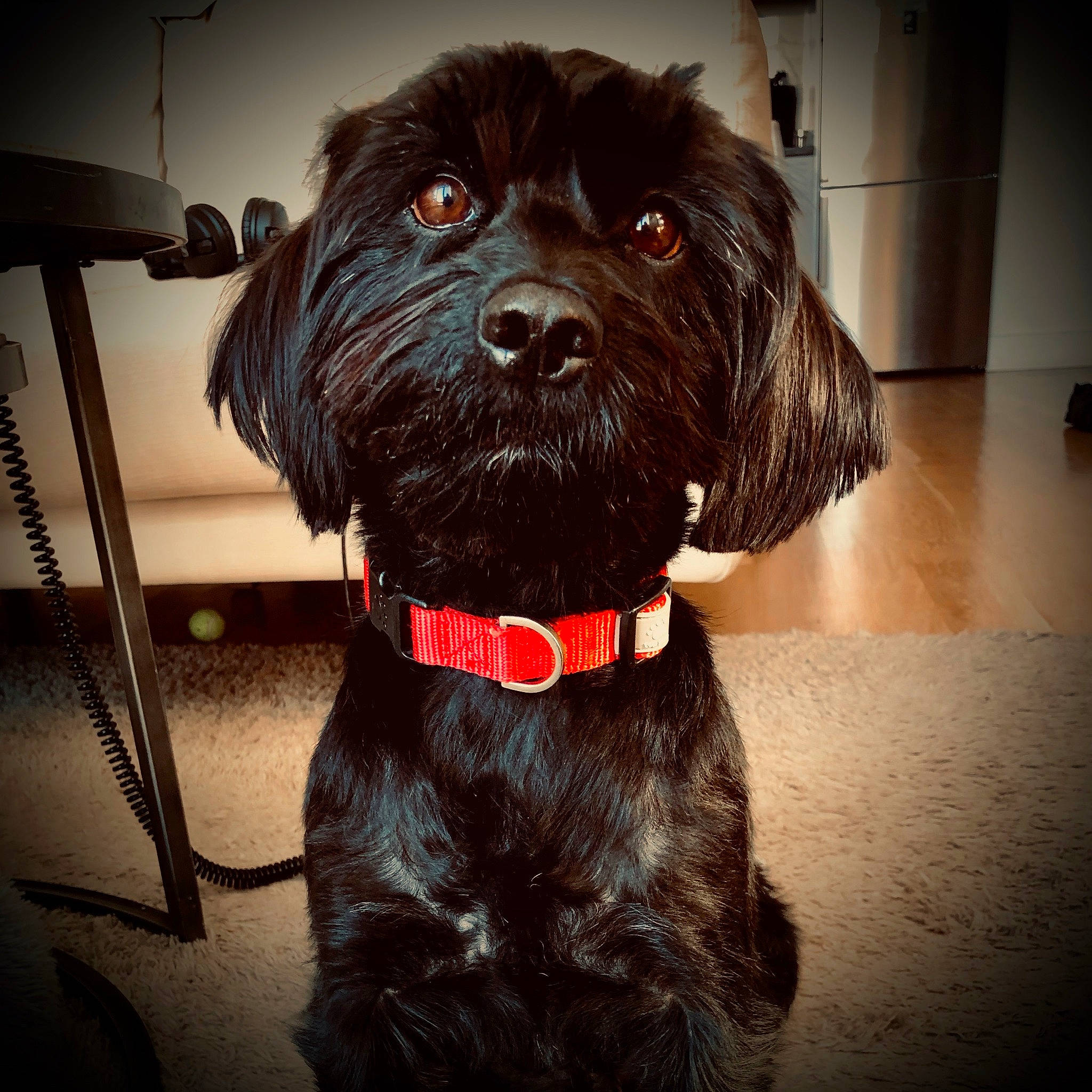 Vince joined the competition — help win amazing prizes! canidae, carnivore, collar, companion_dog, dog, dog_breed, dog_collar, dog_supply, fur, liver, maltepoo, non_sporting_group, puppy, small_terrier, snout, sporting_group, terrier, toy_dog, water_dog, working_animal