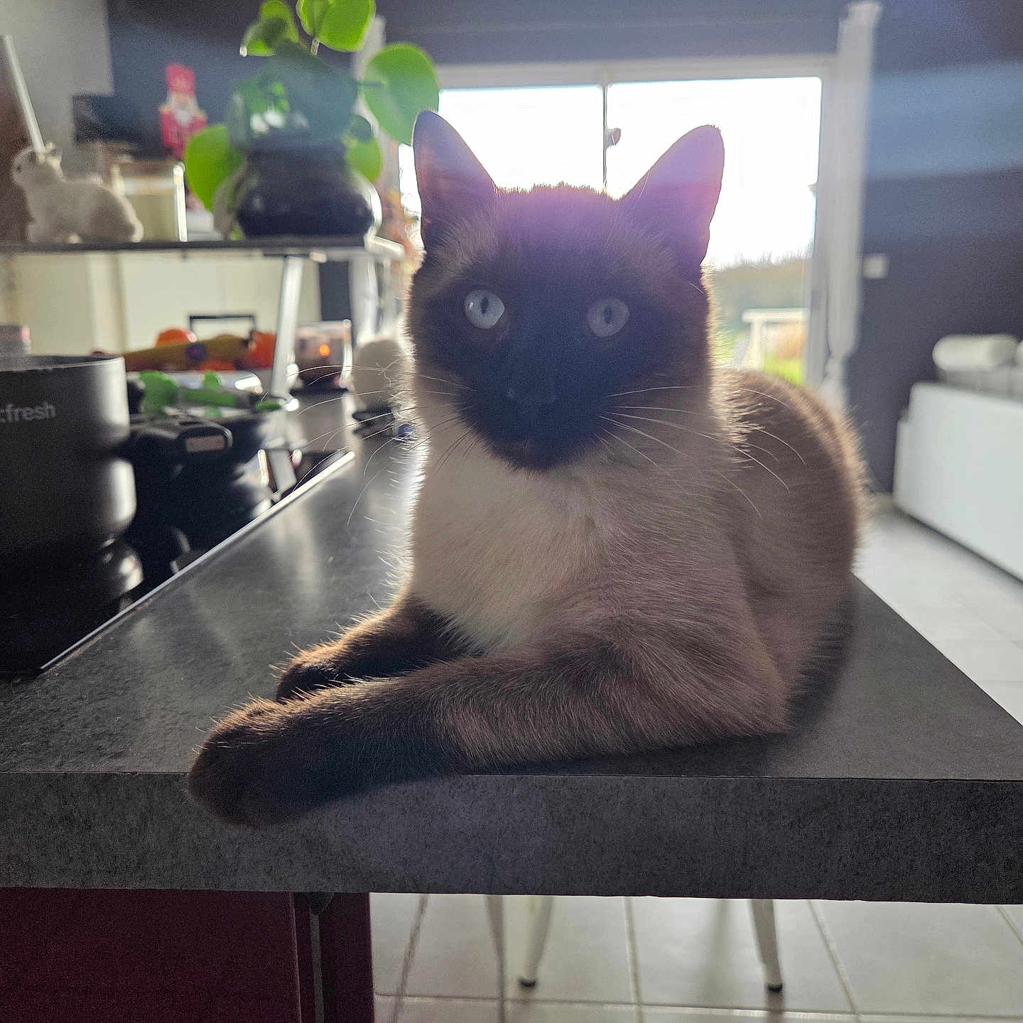 Moonty a rejoint le concours — aidez-le/la à gagner de superbes lots ! animal, cat, counter, daylight, decor, domestic_animal, floor, furniture, home, indoor, kitchen, light, modern, pet, plant, relaxed, shadow, siamese_cat, table, window