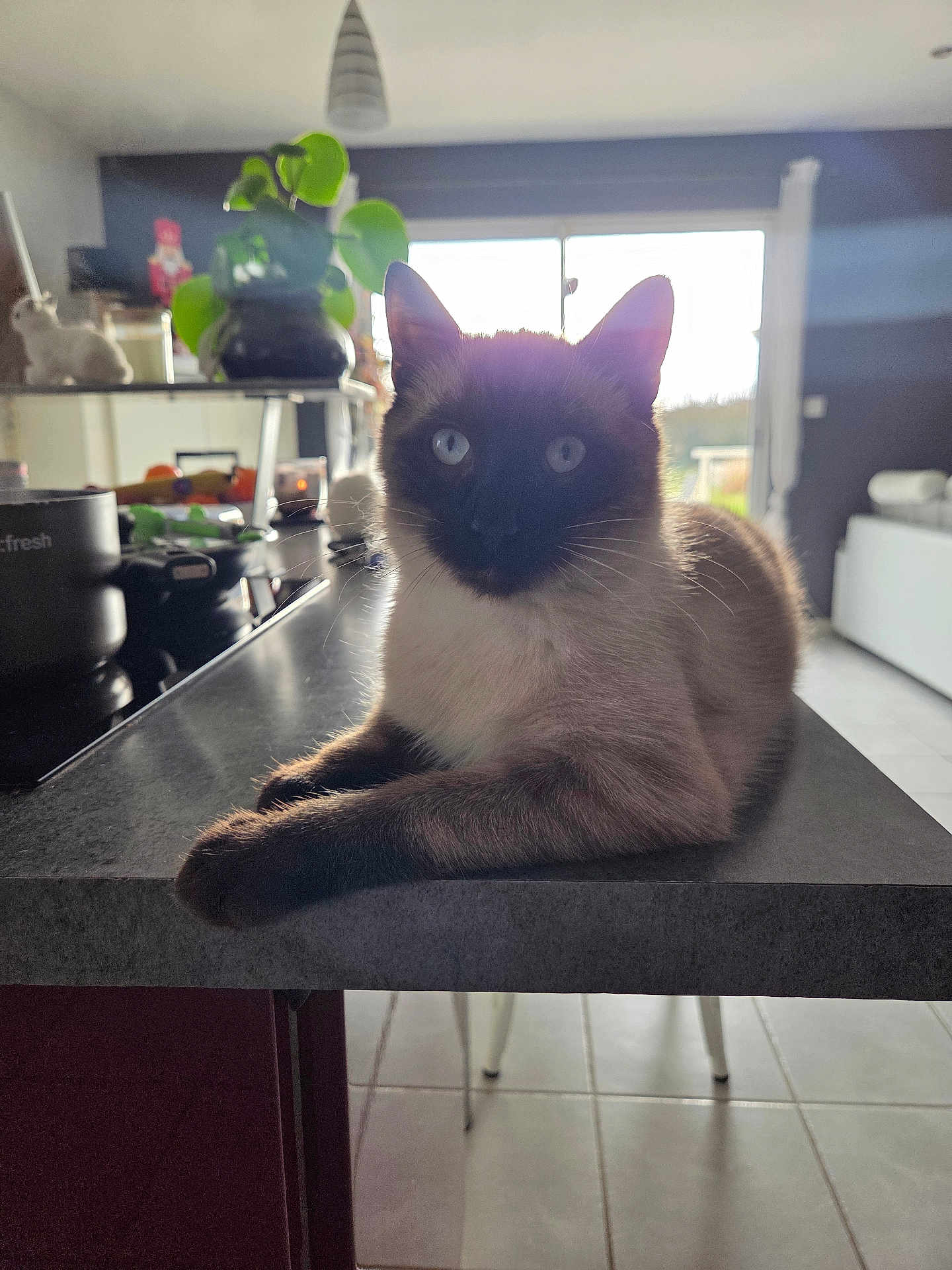 Moonty a rejoint le concours — aidez-le/la à gagner de superbes lots ! cat, siamese_cat, indoor, kitchen, counter, window, plant, furniture, domestic_animal, pet, relaxed, animal, table, light, shadow, home, floor, modern, decor, daylight