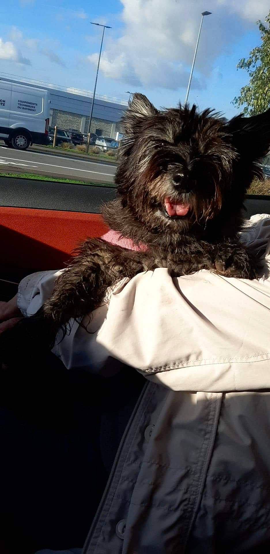 Gypsy participe au concours pour gagner de l'argent avec cette photo : automotive_exterior, automotive_tire, canidae, car, carnivore, companion_dog, dog, dog_breed, event, fur, sky, small_terrier, snout, sporting_group, terrier, tire, toy_dog, truck, vehicle, wheel