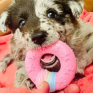 Velvet participe au concours pour gagner de l'argent avec cette photo : puppy, dog, toy, pink, chewing, close_up, cute, pet, animal, furry, whiskers, nose, mouth, blanket, orange, hand, colorful, playful, indoor, young