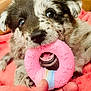 puppy, dog, toy, pink, chewing, close_up, cute, pet, animal, furry, whiskers, nose, mouth, blanket, orange, hand, colorful, playful, indoor, young