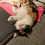 cat, calico, upside_down, relaxed, couch, pink_blanket, feline, whiskers, indoor, pet, fur, cute, home, cozy, animal, resting, soft, playful, domestic, comfortable