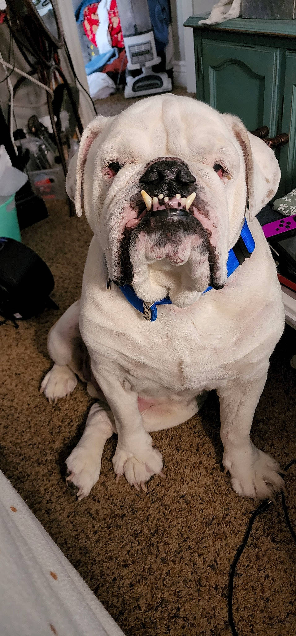 Tank joined the competition — help win amazing prizes! bulldog, carnivore, collar, companion_dog, dog, dog_breed, dog_collar, fang, fawn, molosser, non_sporting_group, working_animal, working_dog, wrinkle