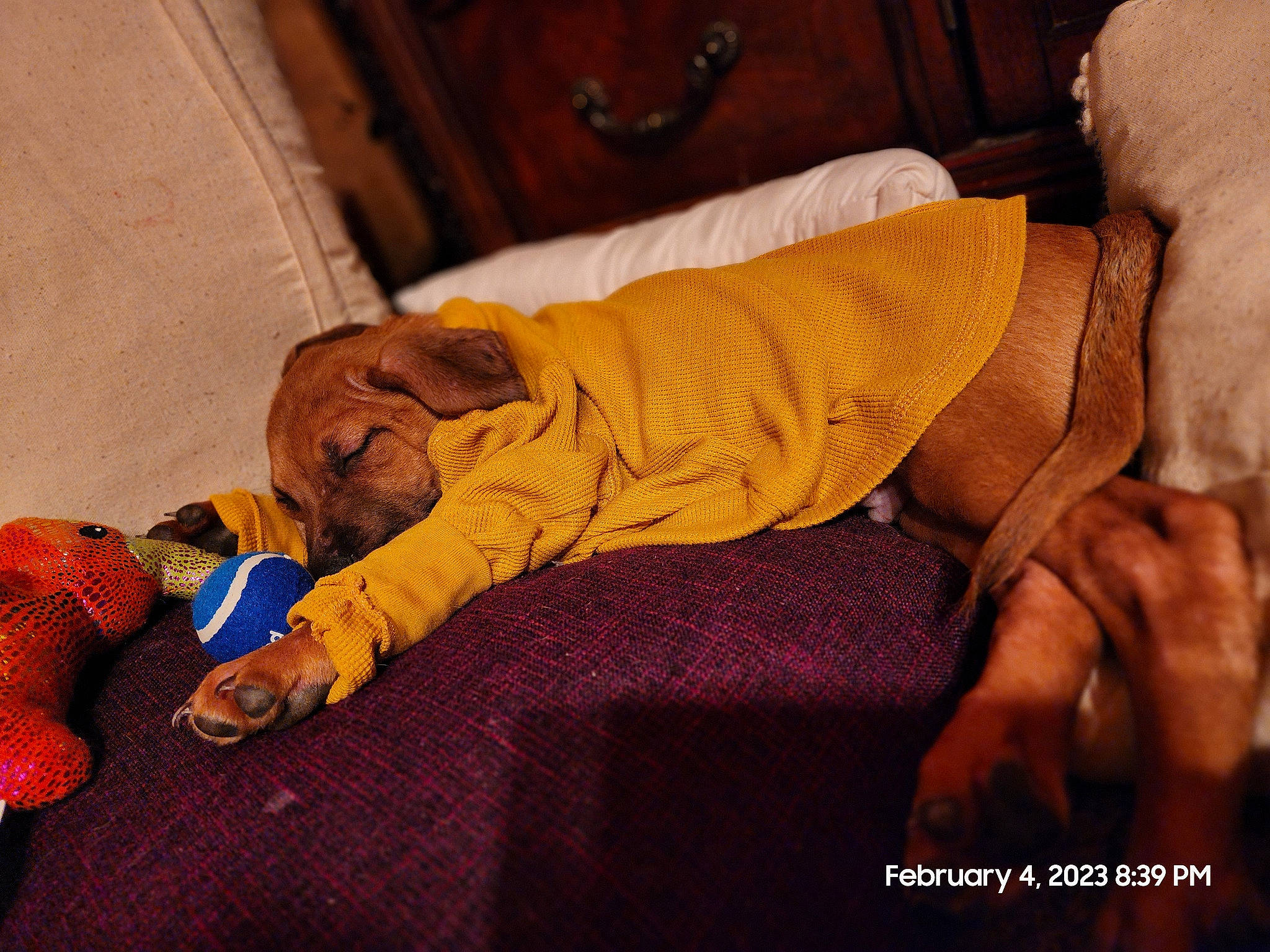 Bullet is registered to the contest to win money with this photo: abdomen, barefoot, bedtime, carpet, chest, comfort, elbow, flesh, flooring, foot, hardwood, human_leg, knee, linens, nap, room, sitting, thigh, wood, wrist