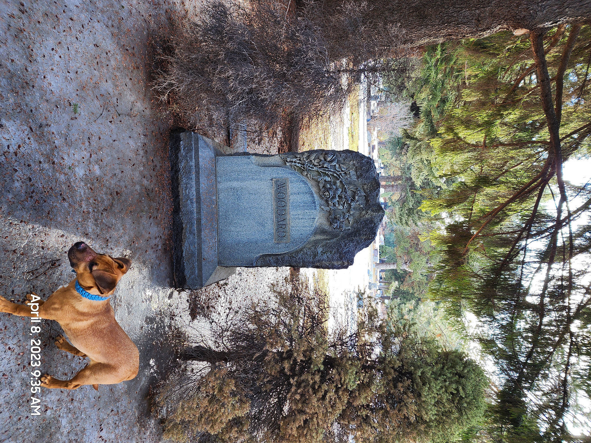 Bullet joined the competition — help win amazing prizes! art, dog, dog_breed, fawn, grass, house, landscape, plant, reflection, sky, snout, tail, tints_and_shades, tree, trunk, twig, wildlife, window, winter, wood