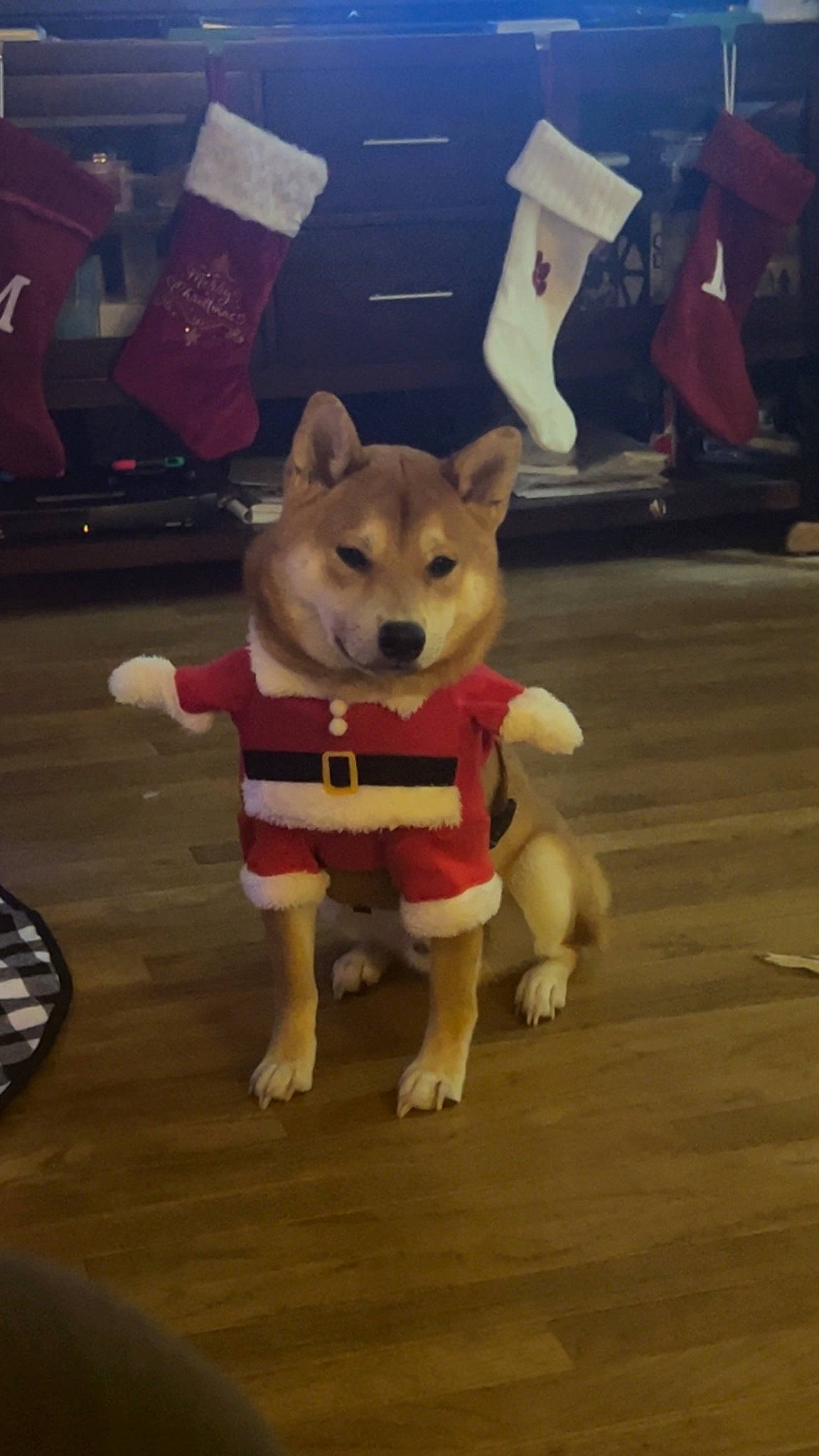 Clark Kent is registered to the contest to win money with this photo: canidae, carnivore, chair, companion_dog, dog, dog_breed, dog_clothes, fawn, floor, flooring, fur, hardwood, mammal, paw, snout, sporting_group, tail, toy_dog, wood, working_animal