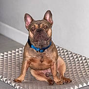 Ghost is registered to the contest to win money with this photo: dog, french_bulldog, blue_collar, pet, indoor, mat, floor, wall, sitting, canine, paw, ears, looking_at_camera, red_eye, tongue_hidden, short_hair, stocky, companion, animal, domestic