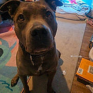 Kaya is registered to the contest to win money with this photo: dog, indoor, carpet, pet, animal, brown_dog, collar, floor, rug, bed, wooden_floor, curious, looking_up, canine, home, living_room, domestic_animal, mammal, ears, snout